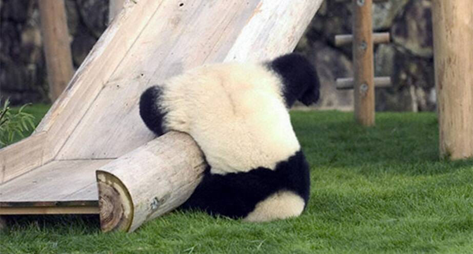 Фото дня: панды — такие панды