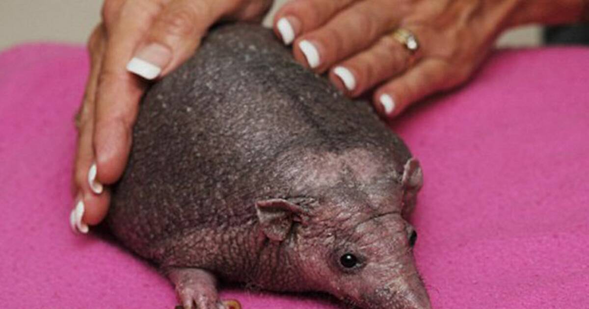 Еж без иголок. Трафарет ежика без иголок для рисования. Ежик нельсон. Ежик нельсон. Увидеть ежика без иголок.