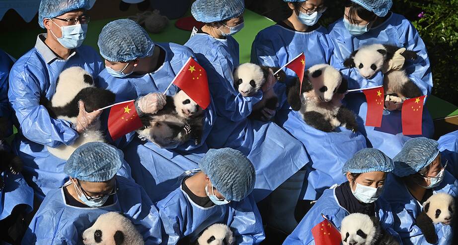 Фото дня: панды, которые родились в этом году