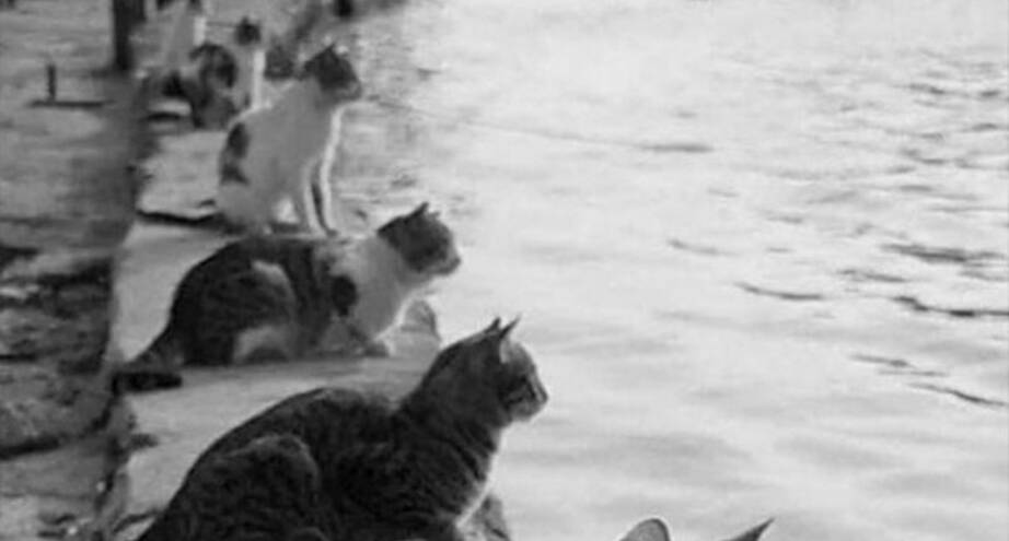 Фото дня: коты в ожидании рыбаков, 1970-е годы