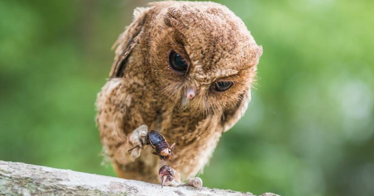 Фото дня: сова за завтраком
