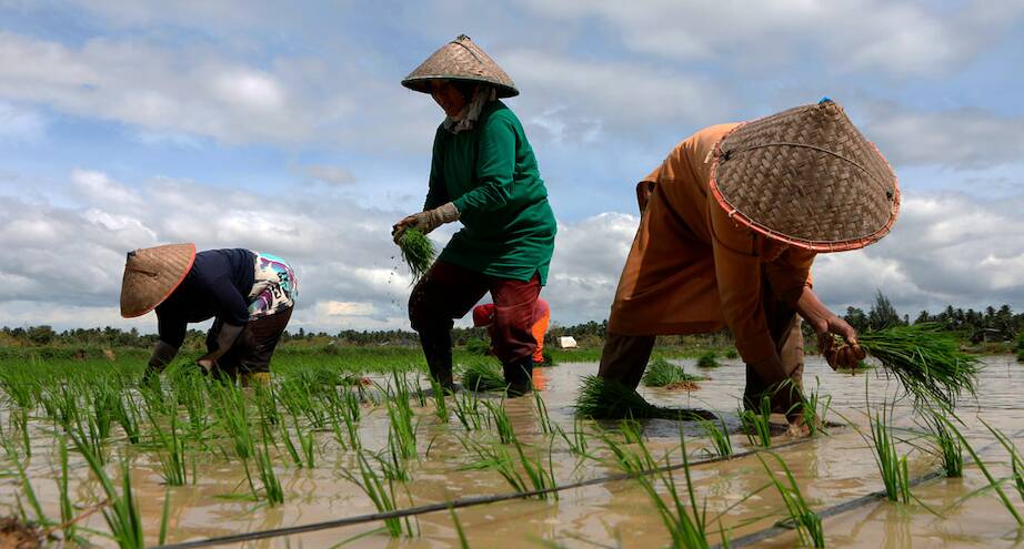 Фото дня: фермеры сажают рис
