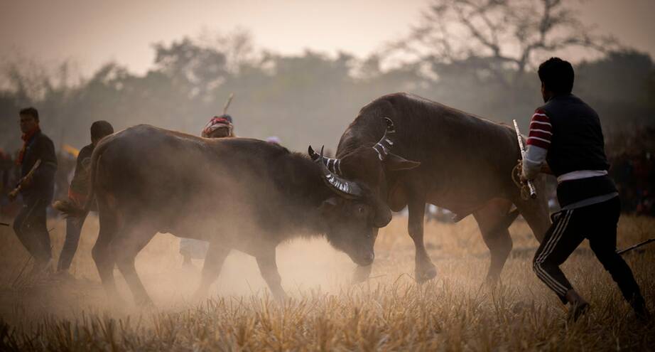 Фото дня: соревнования буйволов в Индии