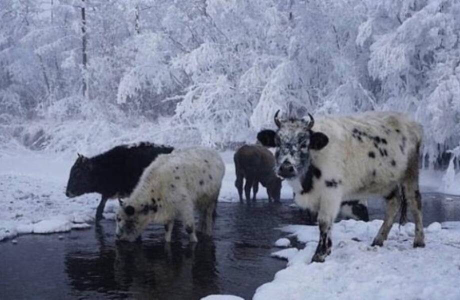 Почему коровы Якутии такие маленькие и как они выдерживают рекордные морозы