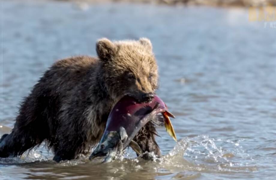 Видео: медвежонок выпросил у человека рыбу, чтобы накормить свою мать