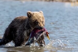 Видео: медвежонок выпросил у человека рыбу, чтобы накормить свою мать