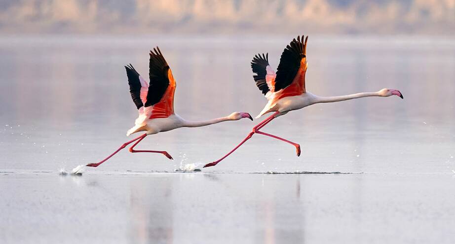 Фото дня: фламинго перед полетом