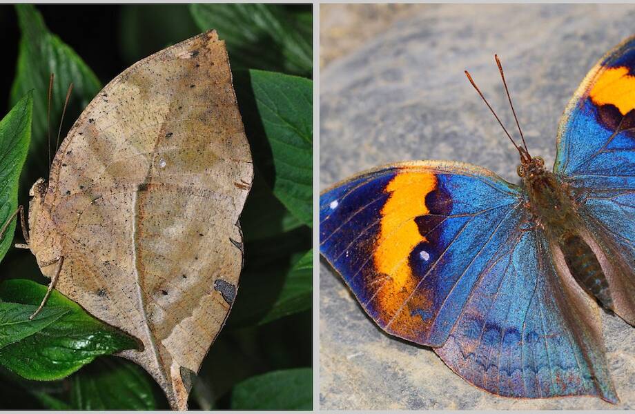 Kallima inachus: бабочка, которая притворяется сухим листом