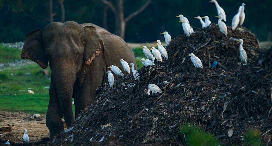 Фото дня: слон ищет, где бы раздобыть еду