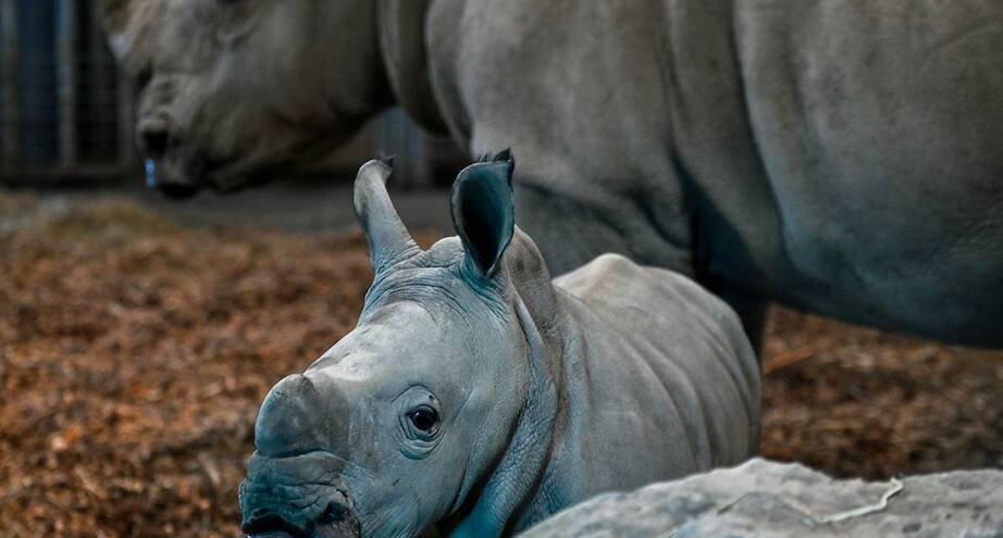 Фото дня: детеныши белого носорога