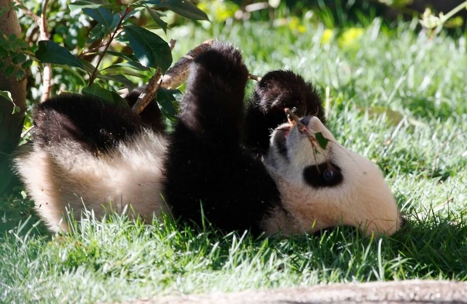 Видео: почему детеныши панд — самые очаровательные существа на свете