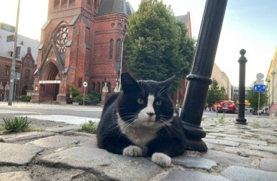 Как кот стал главной достопримечательностью польского городка