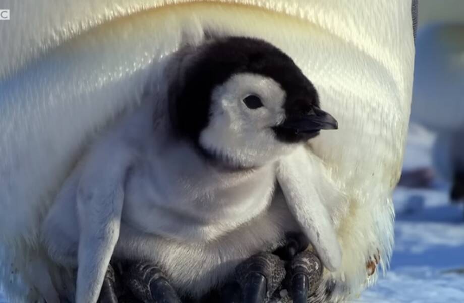 Видео: как пингвиненок-интроверт завел друзей
