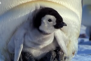 Видео: как пингвиненок-интроверт завел друзей