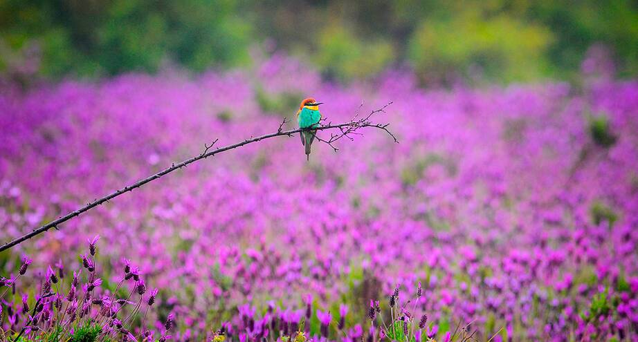 Фото дня: зимородок на фоне цветущих полей