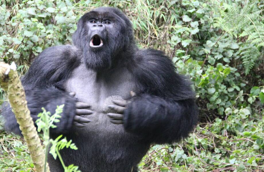 Видео: гориллы — гиганты, ужасные снаружи и добрые внутри