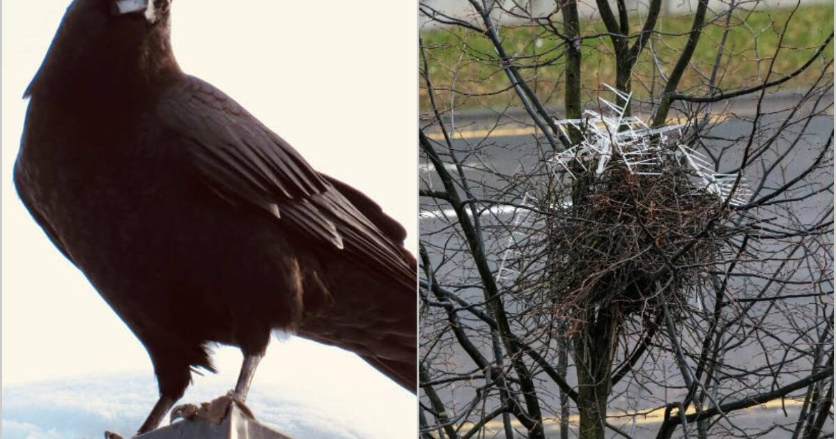 Обхитрили человека: вороны используют противоптичьи шипы, чтобы защитить  свои гнезда