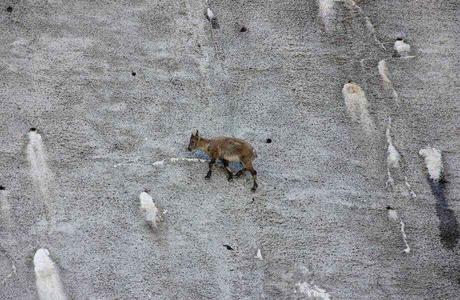 Видео: один день из жизни горного козленка, которого преследует лиса