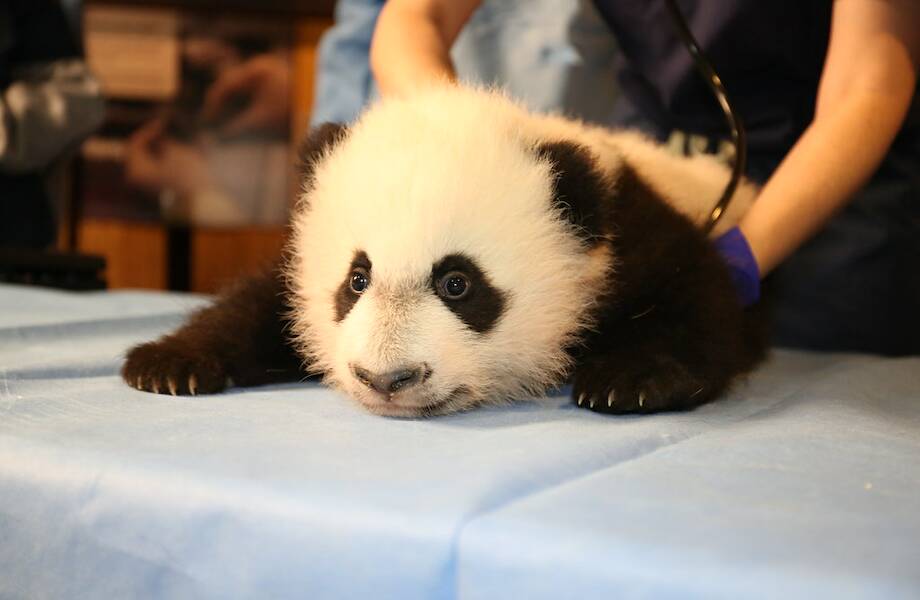 Видео: в зоопарке Москвы у больших панд родился малыш