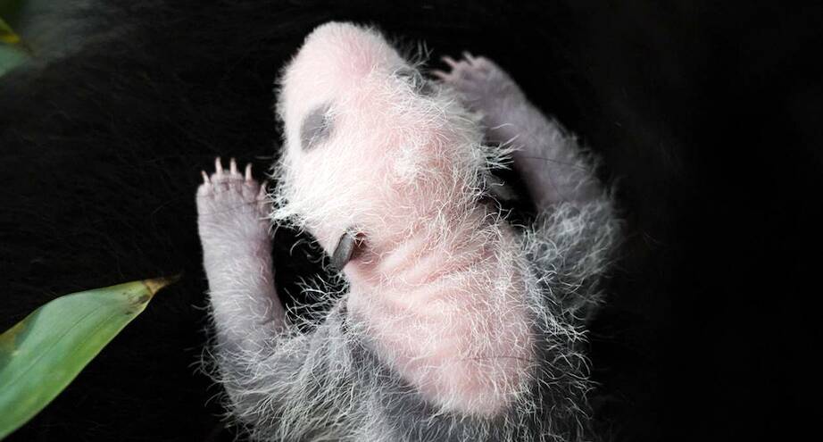 Фото дня: новорожденная панда из Московского зоопарка