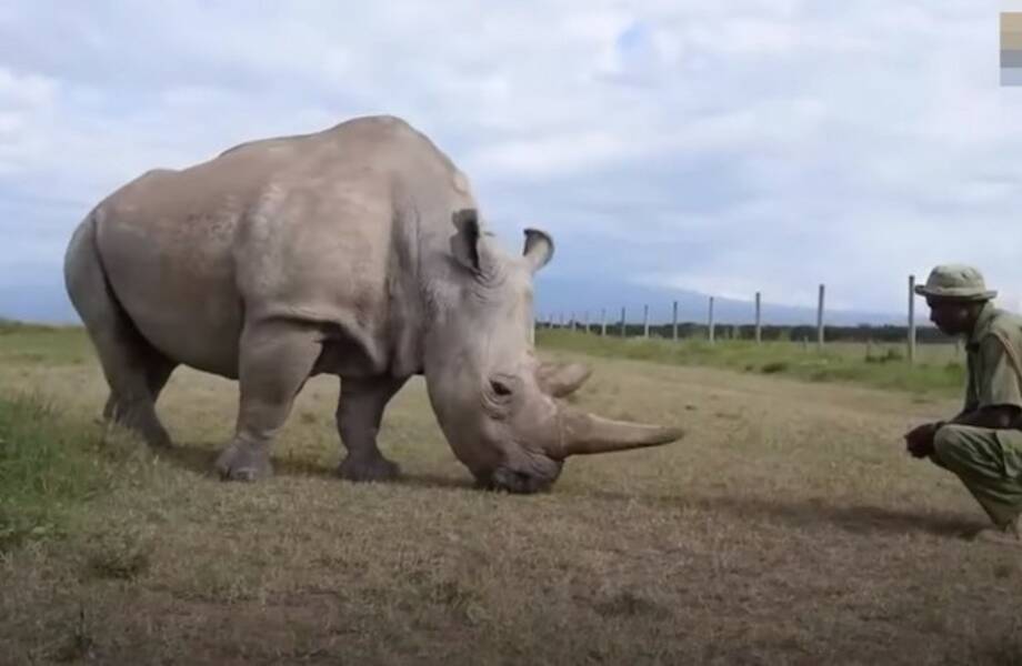 Видео: схватки носорогов, или почему этих животных все боятся