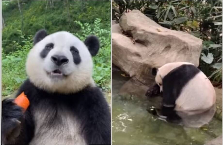 Видео: почему панды кувыркаются и другие интересные факты о пандах