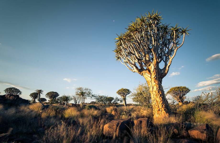 Деревья, под которыми могут прятаться алмазы, и другие странные растения Намибии