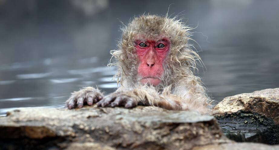 Фото дня: обезьяна наслаждается горячими источниками