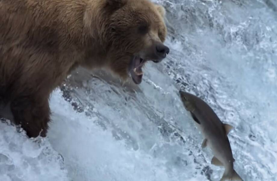 Крутое видео о том, как рыбачат медведи
