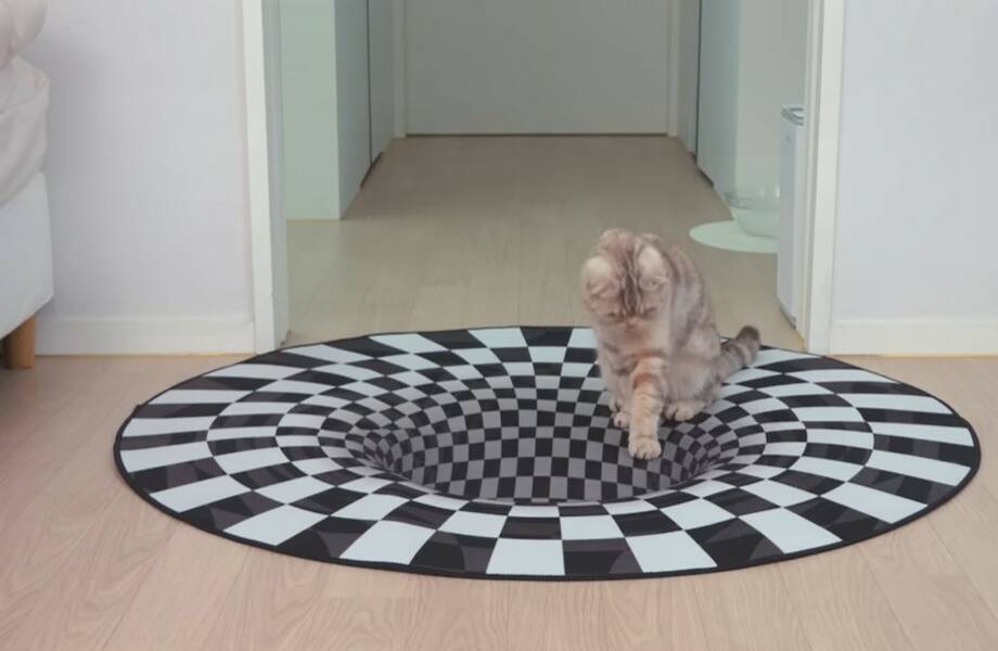 Видео: реакция кошек на ковер с оптической иллюзией