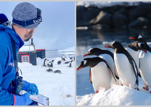  Считать пингвинов и встречать туристов: как работает почта в Антарктиде