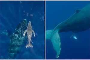 ​  Видео: операторы впервые сняли, как горбатый кит появляется на свет