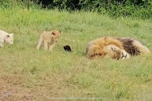 Видео: львята мешают спать папе и охотятся на его хвост