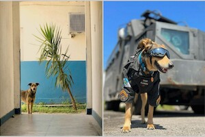 Четвероногий страж порядка: как в Бразилии бродячий пес стал сотрудником полиции
