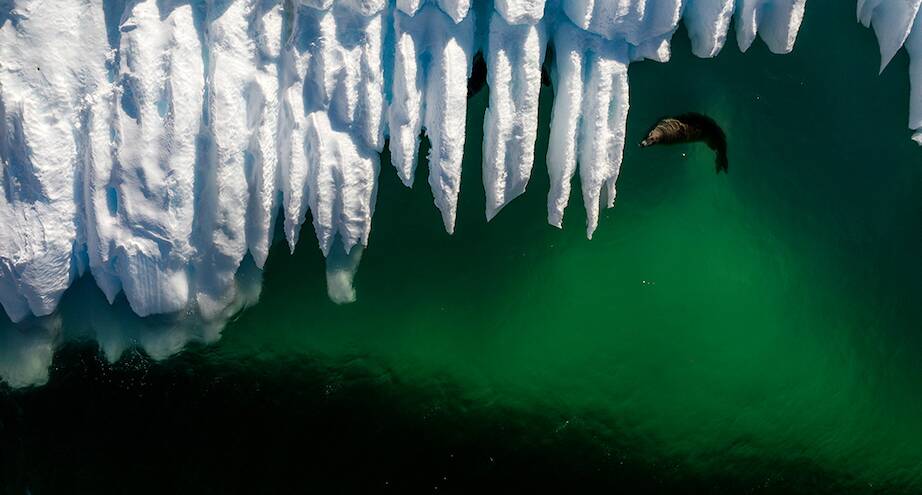 Фото дня: тюлень у берегов Антарктиды