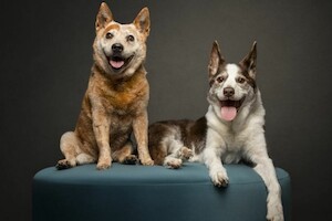 12 чудесных портретов собак, которые дожили до преклонного возраста