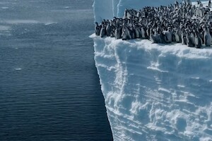 Редкое видео, как пингвины прыгают с 15-метрового утеса