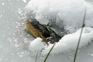 Видео: как аллигаторы вмерзают в лед, а с потеплением «оттаивают»