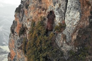 Видео: медведь-альпинист покорил зрителей тем, как он ловко забирается по скалам