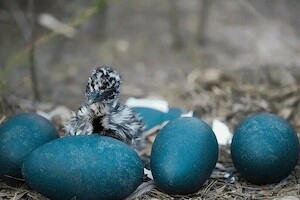 14 красивых яиц из мира природы