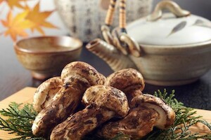 Грибы мацутакэ – самые дорогие грибы в мире, которые растут и в России