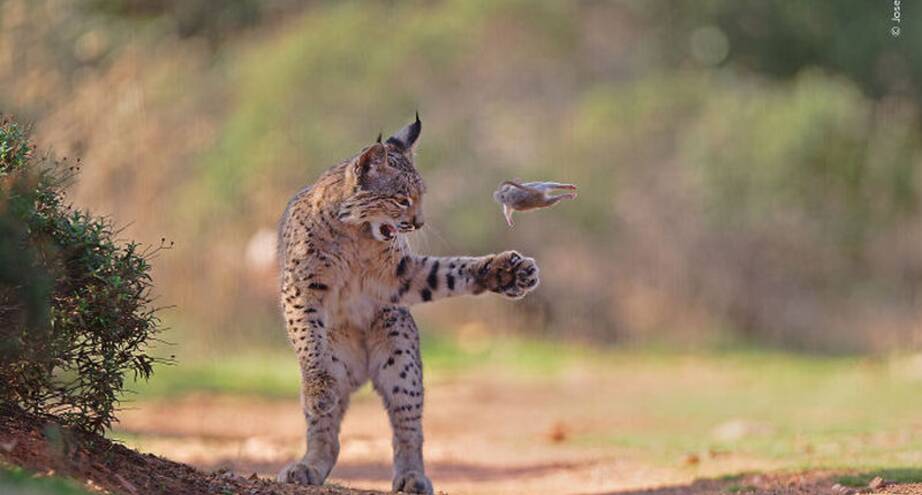 Фото дня: снимок с конкурса Wildlife Photographer of the Year