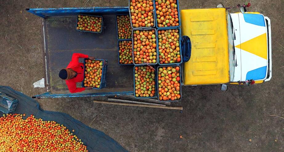 Фото дня: бангладешские фермеры заготавливают томаты