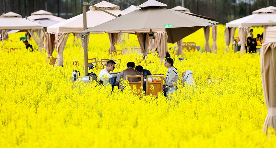 Фото дня: в полях рапса