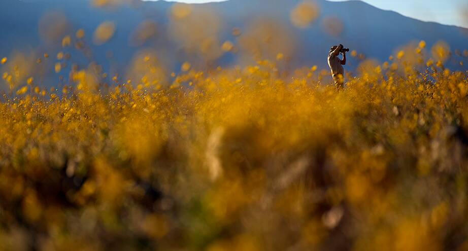 Фото дня: цветущая Долина Смерти