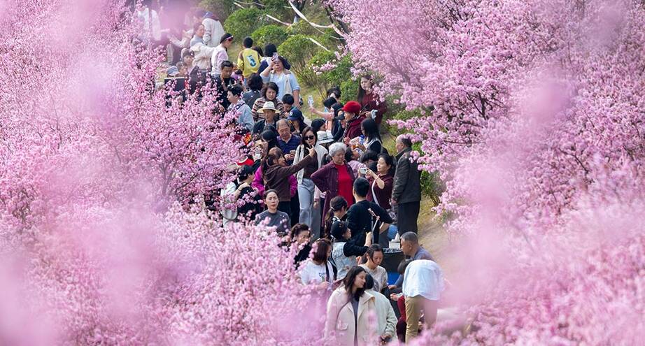 Фото дня: сезон цветения сливы в Чунцине