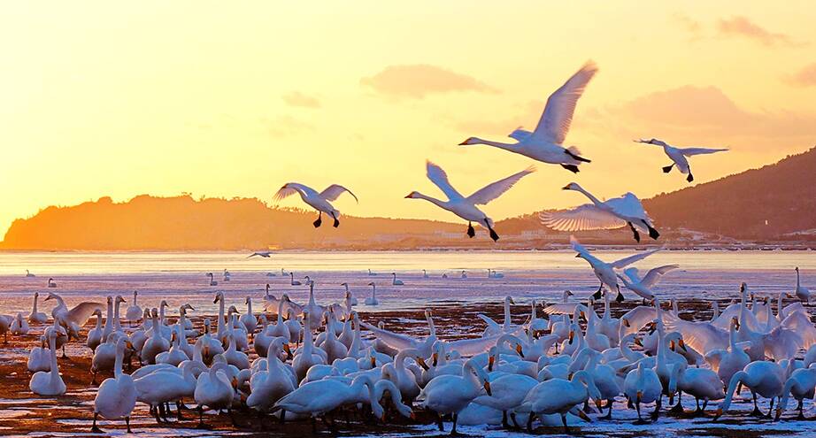 Фото дня: лебеди на востоке Китая