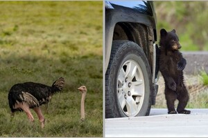 12 фотографий, доказывающих, что у животных есть чувство юмора