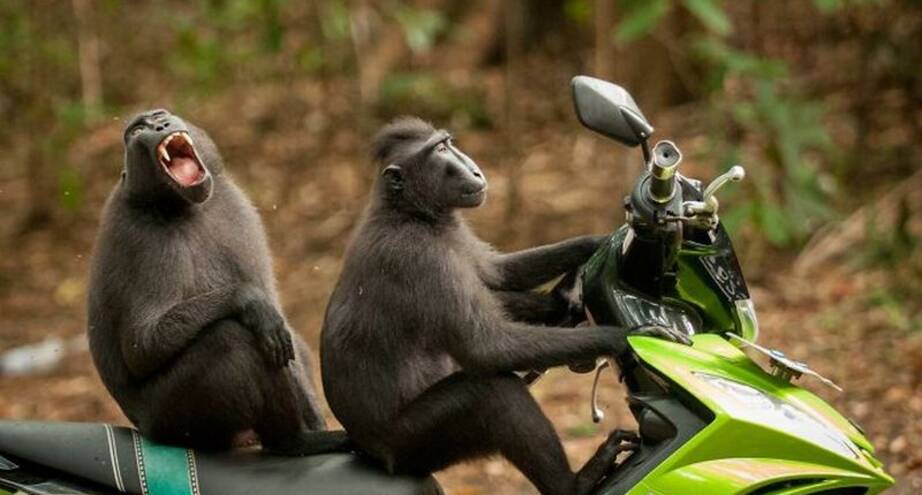 Фото дня: обезьяны могут украсть не только очки