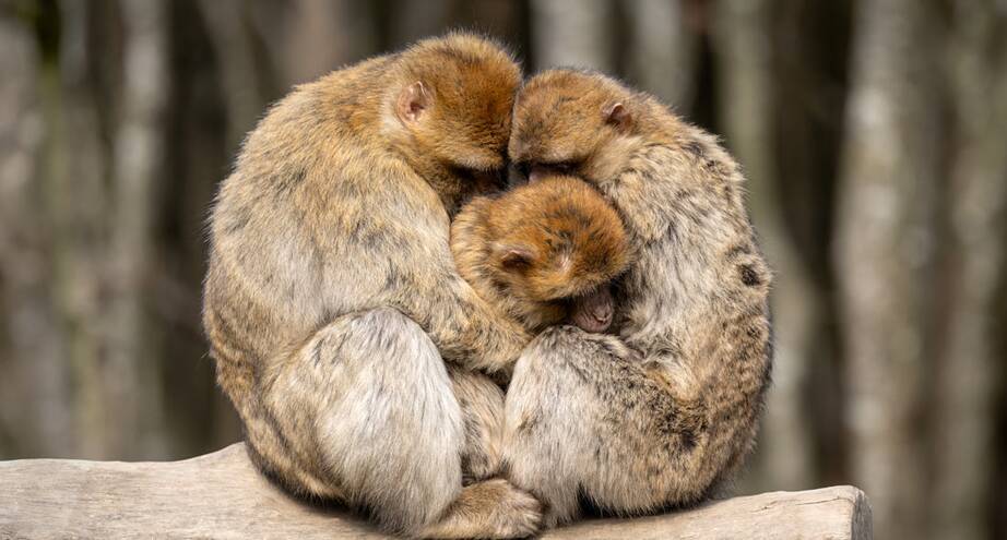 Фото дня: семья в обезьяньем парке в Германии